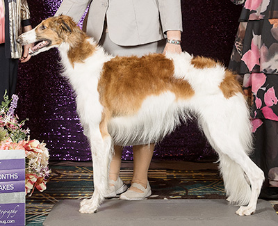 2024 Puppy Sweepstakes Bitch, 12 months and under 15 - 1st