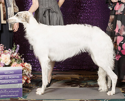 2024 Puppy Sweepstakes Bitch, 12 months and under 15 - 2nd