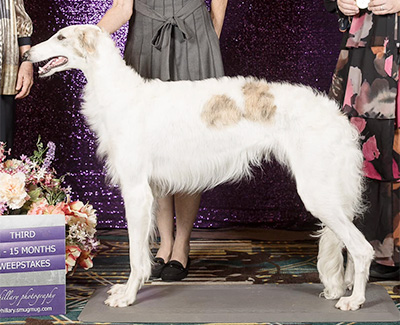 2024 Puppy Sweepstakes Bitch, 12 months and under 15 - 3rd