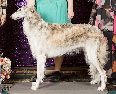 2024 Puppy Sweepstakes Bitch, 15 months and under 18 - 1st