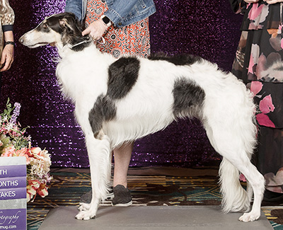 2024 Puppy Sweepstakes Bitch, 15 months and under 18 - 4th
