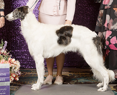 2019 Puppy Sweepstakes Bitch, 18 months and under 21 - 1st