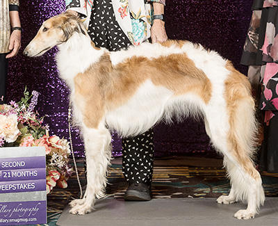 2019 Puppy Sweepstakes Bitch, 18 months and under 21 - 2nd