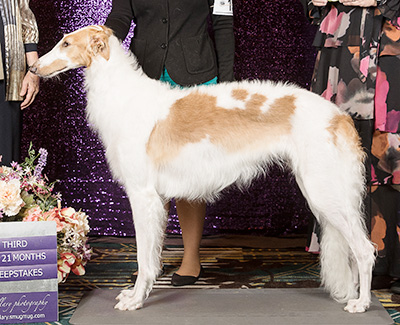 2019 Puppy Sweepstakes Bitch, 18 months and under 21 - 3rd