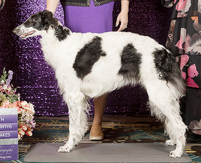 2019 Puppy Sweepstakes Bitch, 18 months and under 21 - 4th