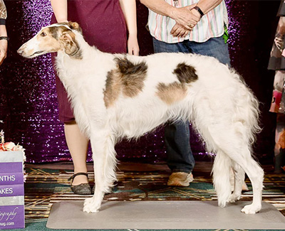 2019 Puppy Sweepstakes Bitch, 21 months and under 24 - 1st