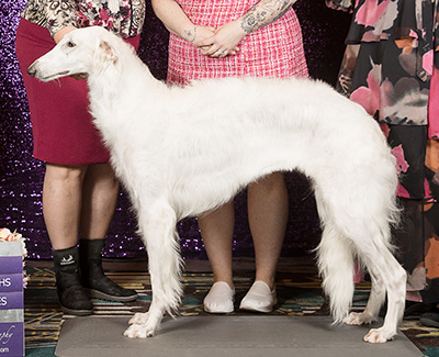2019 Puppy Sweepstakes Bitch, 21 months and under 24 - 2nd