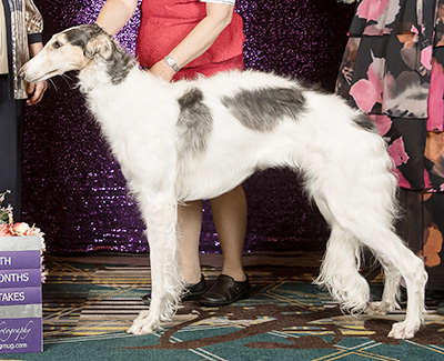 2019 Puppy Sweepstakes Bitch, 21 months and under 24 - 4th