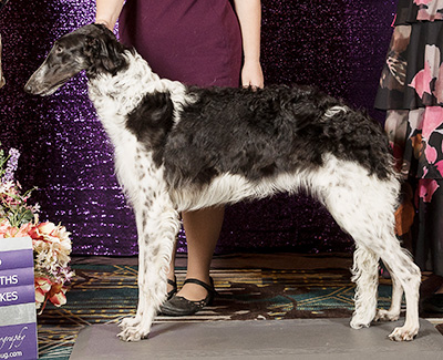 2024 Puppy Sweepstakes Bitch, 6 months and under 9 - 2nd