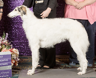 2024 Puppy Sweepstakes Bitch, 9 months and under 12 - 1st
