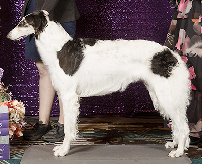 2024 Puppy Sweepstakes Bitch, 9 months and under 12 - 3rd