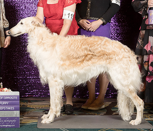 2024 Best of Opposite Sex To Best In Puppy Sweepstakes