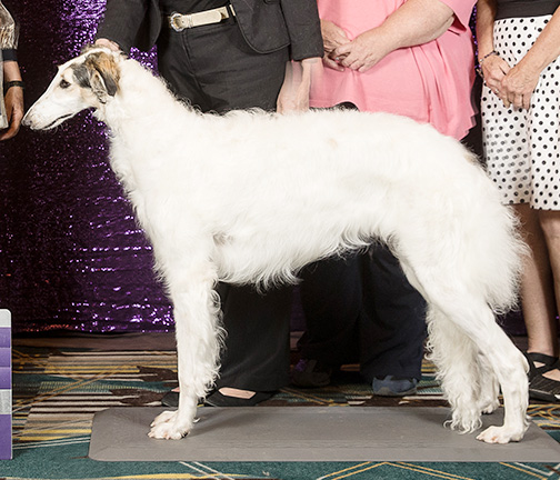 2024 Best in Puppy Sweepstakes