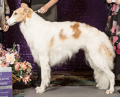 2024 Puppy Sweepstakes Dog, 12 months and under 15 - 1st
