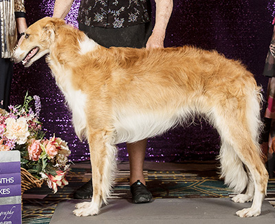2024 Puppy Sweepstakes Dog, 12 months and under 15 - 2nd