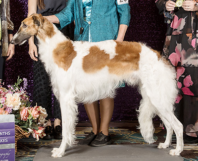 2024 Puppy Sweepstakes Dog, 12 months and under 15 - 3rd