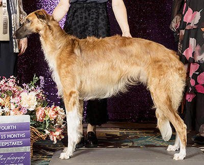 2024 Puppy Sweepstakes Dog, 12 months and under 15 - 4th