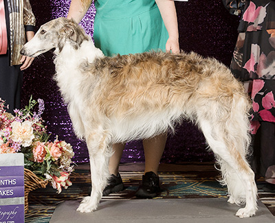 2024 Puppy Sweepstakes Dog, 15 months and under 18 - 1st