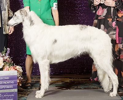 2024 Puppy Sweepstakes Dog, 15 months and under 18 - 2nd