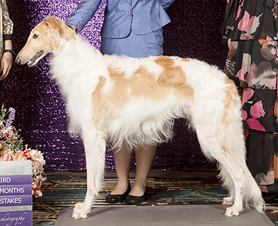 2024 Puppy Sweepstakes Dog, 15 months and under 18 - 3rd