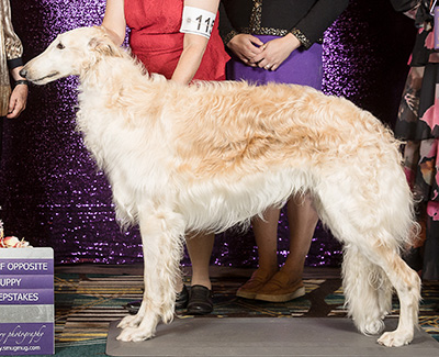 2019 Puppy Sweepstakes Dog, 18 months and under 21 - 1st