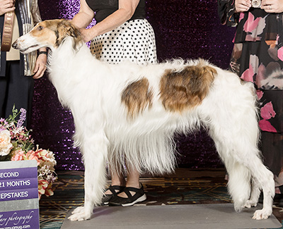 2019 Puppy Sweepstakes Dog, 18 months and under 21 - 2nd
