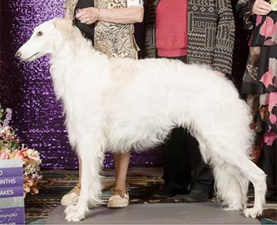 2019 Puppy Sweepstakes Dog, 18 months and under 21 - 3rd