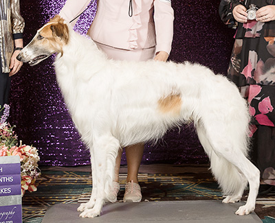 2019 Puppy Sweepstakes Dog, 18 months and under 21 - 4th