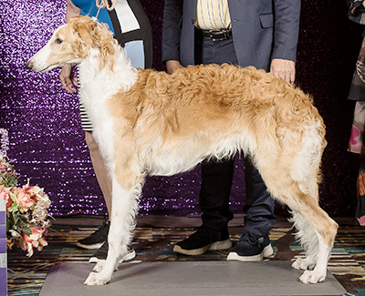 2024 Puppy Sweepstakes Dog, 6 months and under 9 - 1st
