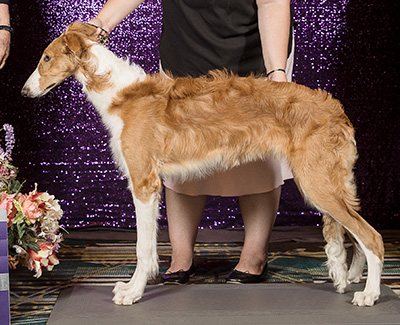 2024 Puppy Sweepstakes Dog, 6 months and under 9 - 2nd