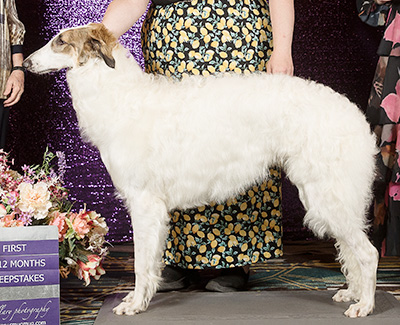 2024 Puppy Sweepstakes Dog, 9 months and under 12 - 1st