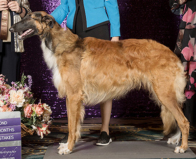 2024 Puppy Sweepstakes Dog, 9 months and under 12 - 2nd