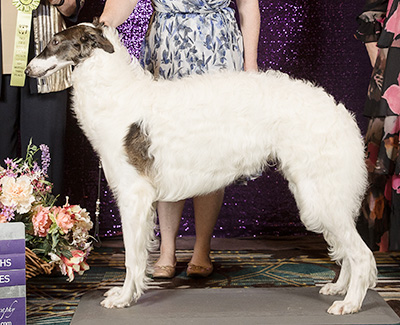2024 Puppy Sweepstakes Dog, 9 months and under 12 - 3rd