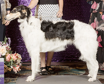 2024 Puppy Sweepstakes Dog, 9 months and under 12 - 4th