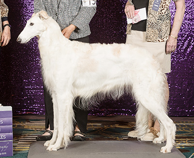 2024 Veteran Sweepstakes Bitch, 9 years and under 10 - 1st