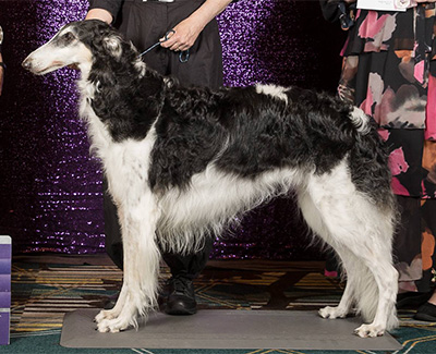 2024 Veteran Sweepstakes Dog, 10 years and over - 1st