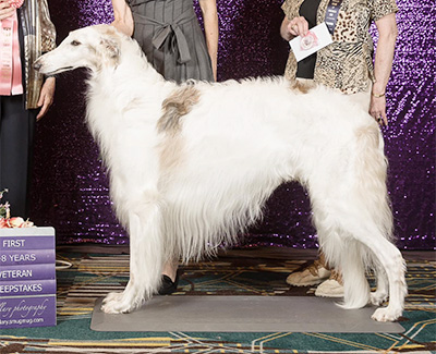 2024 Veteran Sweepstakes Dog, 7 years and under 8 - 1st