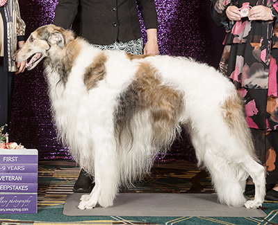 2024 Veteran Sweepstakes Dog, 9 months and under 12 - 1st