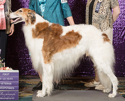 2024 Veteran Sweepstakes Dog, 9 years and under 10 - 1st