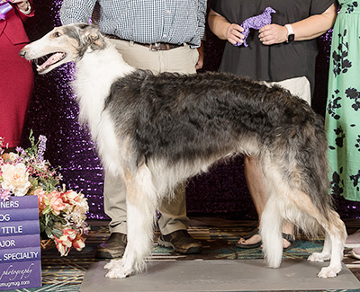 2024 Winners Dog