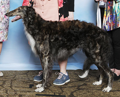 2025 Bitch, Amerian Bred - 4th