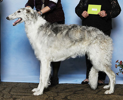 2025 Dog, Bred by Exhibitor - 2nd