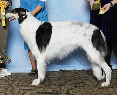 2025 Dog, Bred by Exhibitor - 3rd