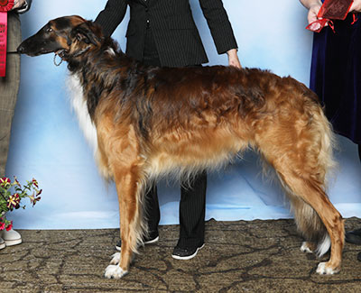 2025 Dog, Amateur Owner-Handler - 2nd