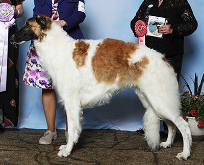 2025 Futurity Dog, 9 months and under 12 - 1st