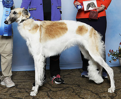 2025 Obedience Beginner Novice Class 'B' - 2nd