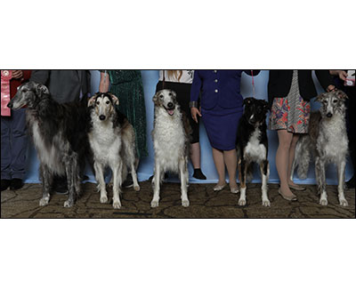 2025 Stud Dog Class - 1st