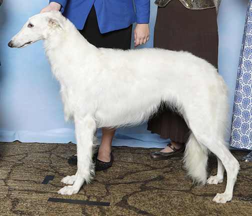 2025 Best in Puppy Sweepstakes