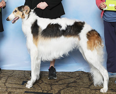 2025 Puppy Sweepstakes Dog, 12 months and under 15 - 3rd