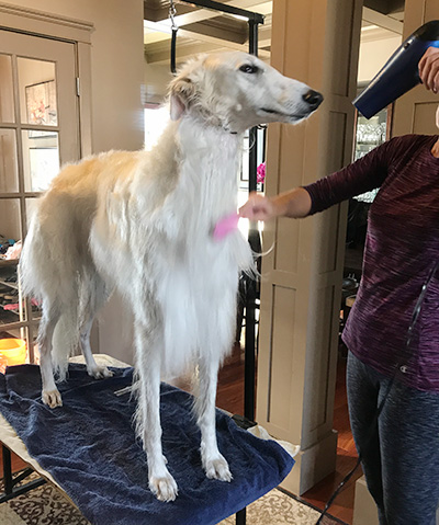 Blow-drying a Borzoi